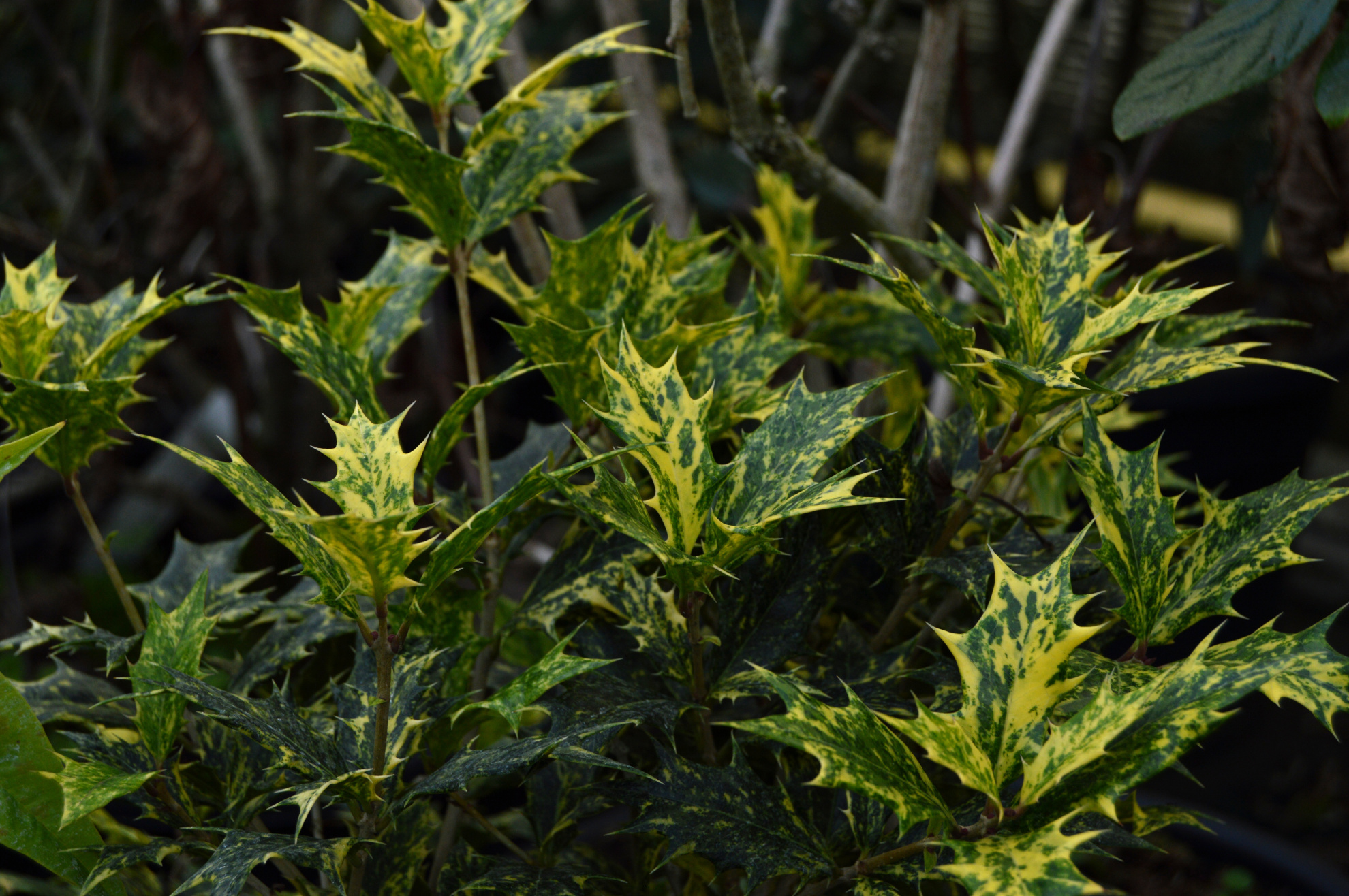 Osmanthus 'Goshiki'